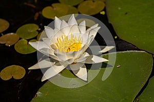 Lotus with yellow polen on dark background floating on water in