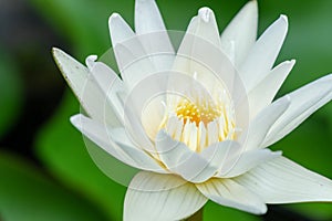 lotus with yellow pollen on blur green leaf background. Blossom white waterlilly on nature background