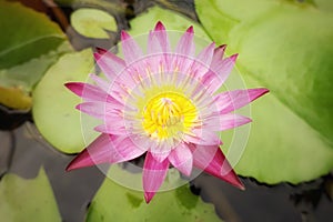 Lotus002