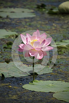 Lotus3