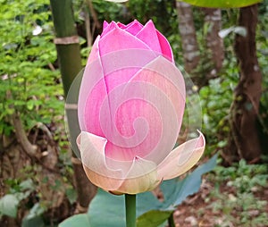 Lotusbud aquatic blossom