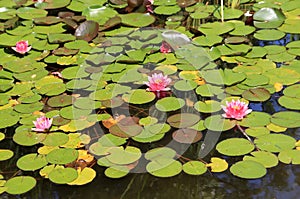 Lotuses