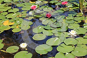 Lotuses