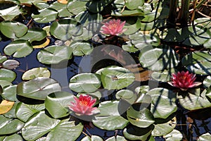 Lotuses