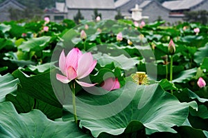 Lotuses blossom
