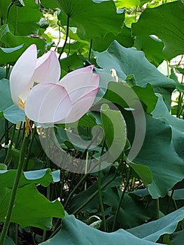 Lotuses in the botnical garden