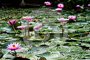 Lotuses freshly bloomed in the early morning