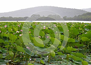 Lotuses Komarova with light pink petals and drops of water on the background of mountains, trees, forest, green leaves.