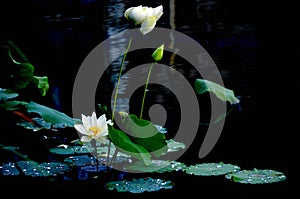 The lotuses in the lake photo