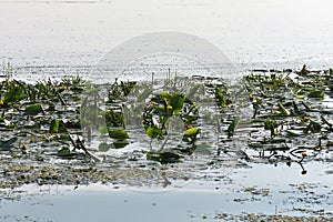lotuses leaves on Dnipro river in the evening