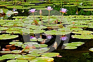 Lotosy v rybník 