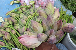 Lotuses upheld by a seller