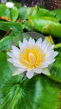 Lotusflower