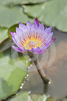 Lotusflower in a pond with green leaves.