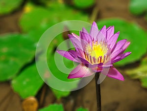 Lotusflower