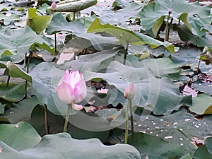 Lotus