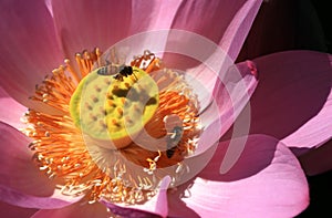 lotusï¼›lotus flowerï¼›