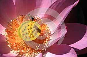 lotusï¼›lotus flowerï¼›