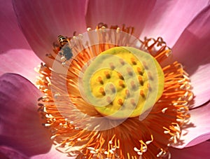 lotusï¼›lotus flowerï¼›