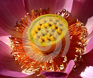 lotusï¼›lotus flowerï¼›