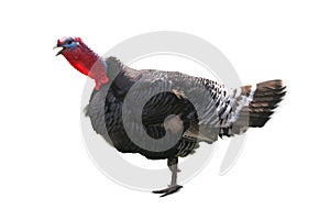 Loud turkey