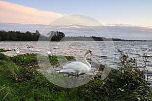 Lough Ennell Swans photo