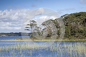 Lough Leane from Dinis Cottage Cafe Path, Killarney National Par photo