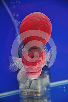 Louhan Flowerhorn cichlids Fish