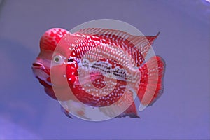Louhan ornamental fish type kamfa