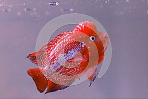 Louhan ornamental fish type kamfa