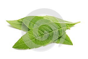 Louisa Herb leaves