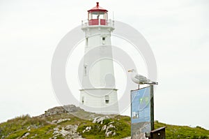 Louisbourg Lighthouse Seagull - Nova Scotia - Canada