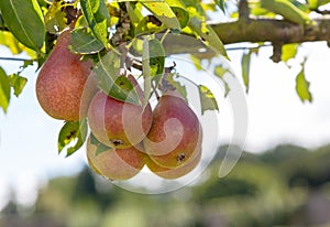 Louise Bonne of Jersey pears