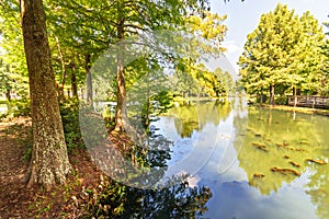 Louisiana Bayou