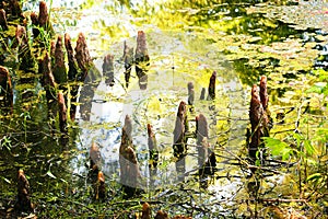 Louisiana Bayou