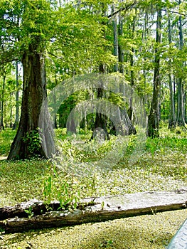 Louisiana bayou