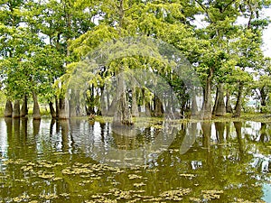 Louisiana bayou