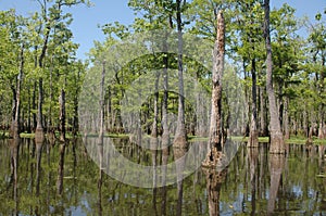 Louisiana Bayou