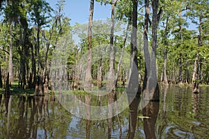 Louisiana Bayou photo