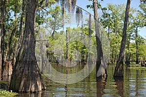 Louisiana Bayou photo