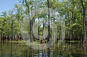 Louisiana Bayou photo