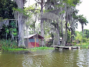 Louisiana Bayou