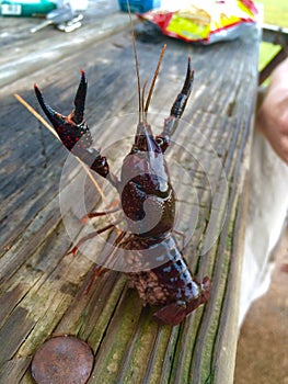 Louisiana bayou crawfish
