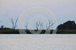 Louisiana Bayou Scene