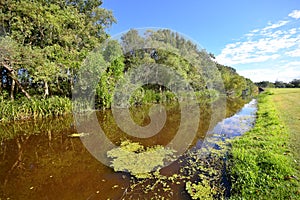 Louisiana Bayou Scene