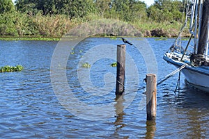 Louisiana Bayou Waterscape