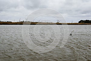 Louisiana Bayou Waterscape