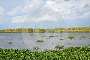 Louisiana Bayou Waterscape