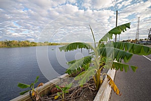 Louisiana Bayou Waterscape
