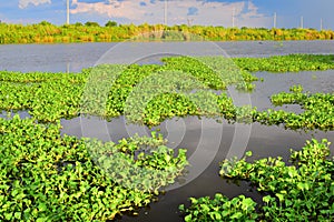 Louisiana Bayou Waterscape